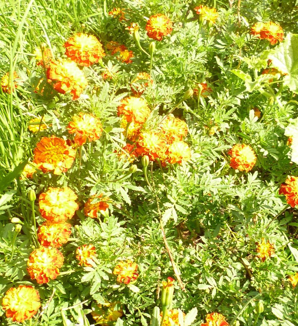 安心の日本みつばち 芳醇 糖度81％ 非加熱 クリーミーはちみつ1,100g