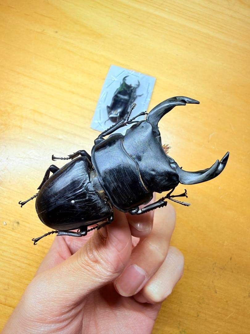 野外品/特大 希少産地オオクワガタ宮城県採集♂69㎜