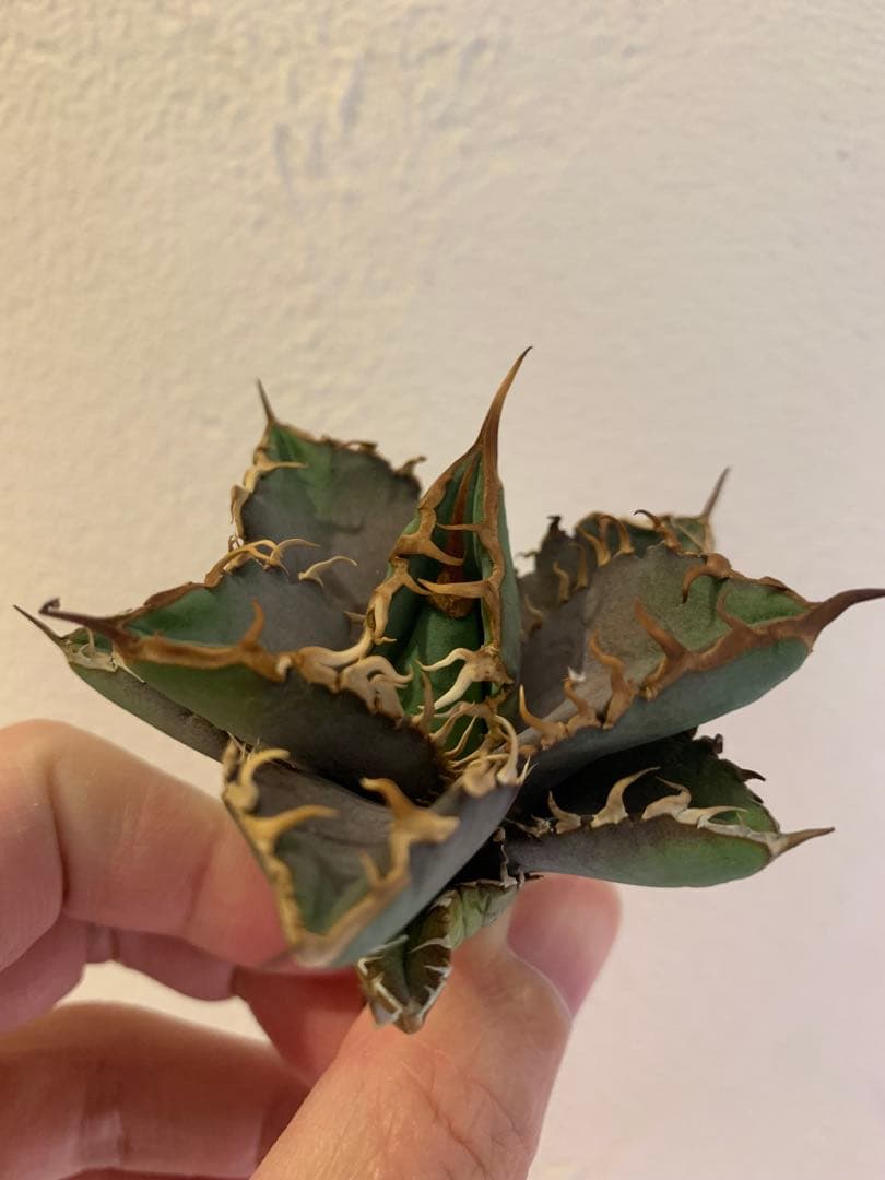 【goodtaniku】Gt オアハカ実生＋2x「おまけ2点付き」