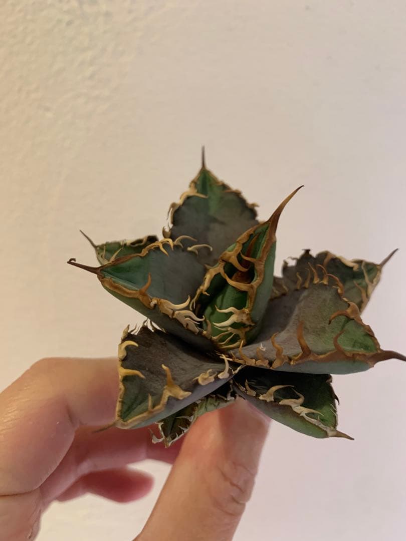 【goodtaniku】Gt オアハカ実生＋2x「おまけ2点付き」