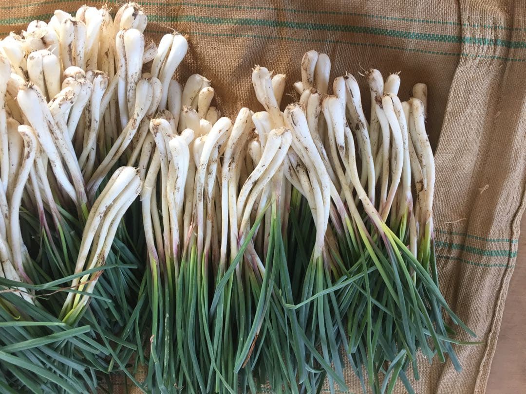 伊江島産　島らっきょう5キロ専用です！