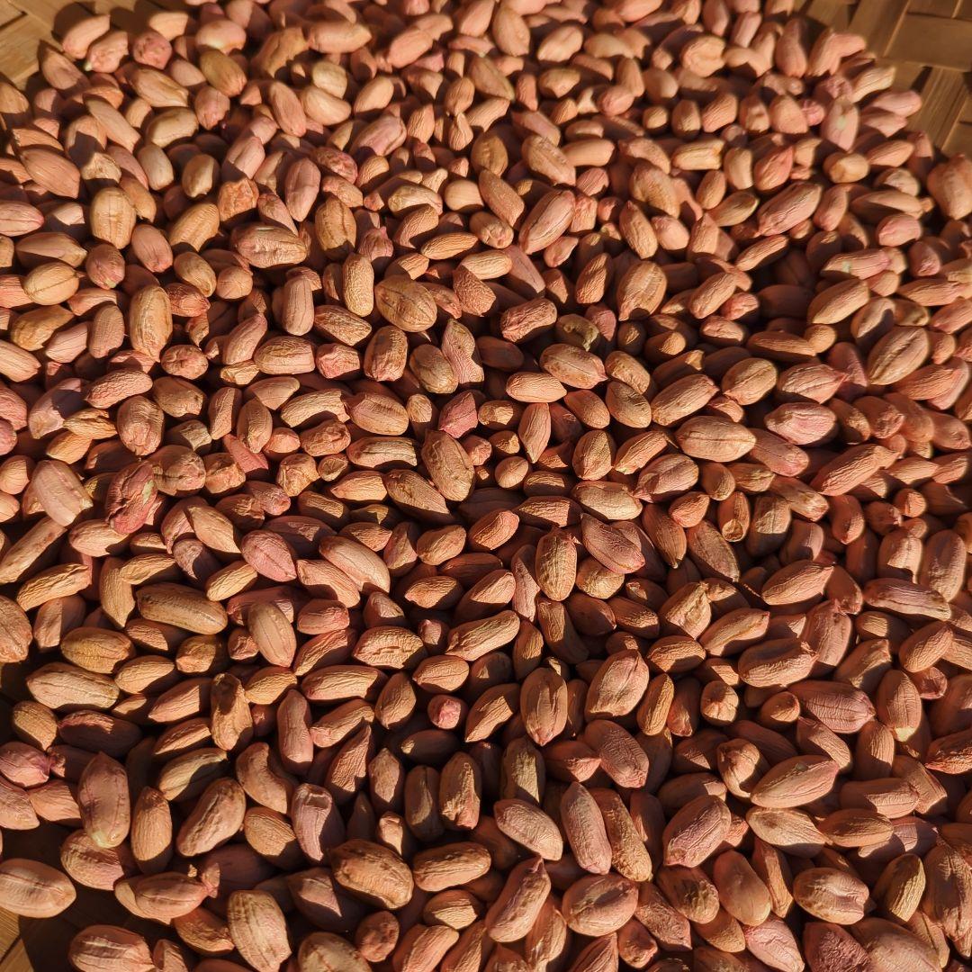 千葉県産 県内発送 ナカテユタカ 10kg 手むき 乾燥生落花生