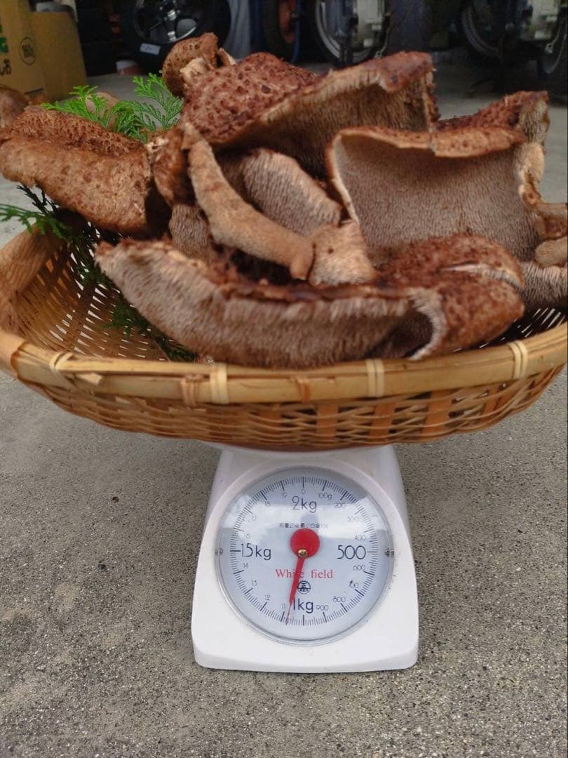 【期間限定】 広島県産 10/20採取 香茸 1kg C