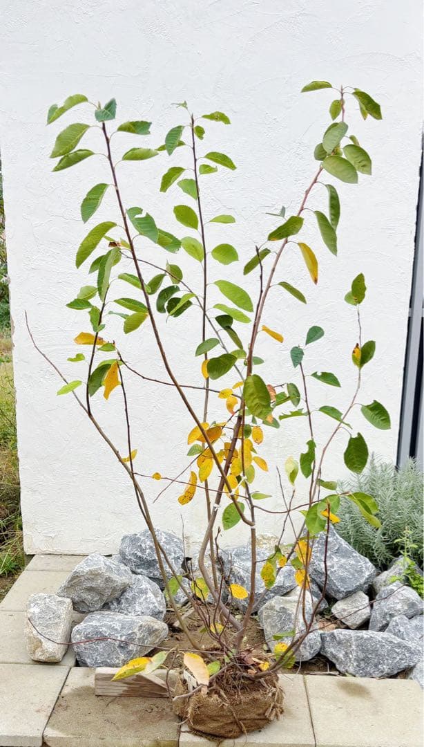 逸品 ジューンベリー株立ち1.5M(鉢底から)品番D