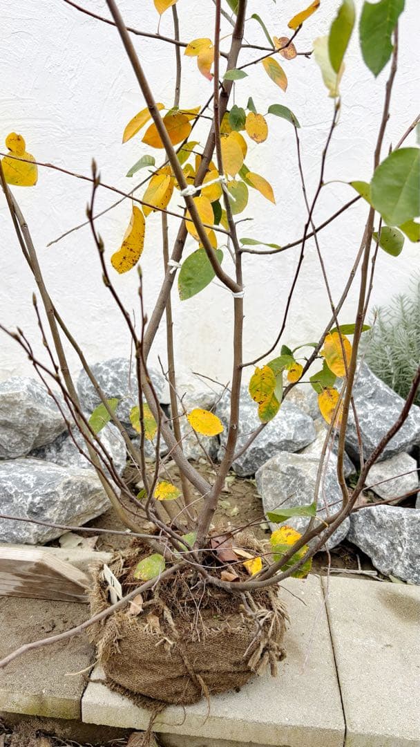 逸品 ジューンベリー株立ち1.5M(鉢底から)品番D