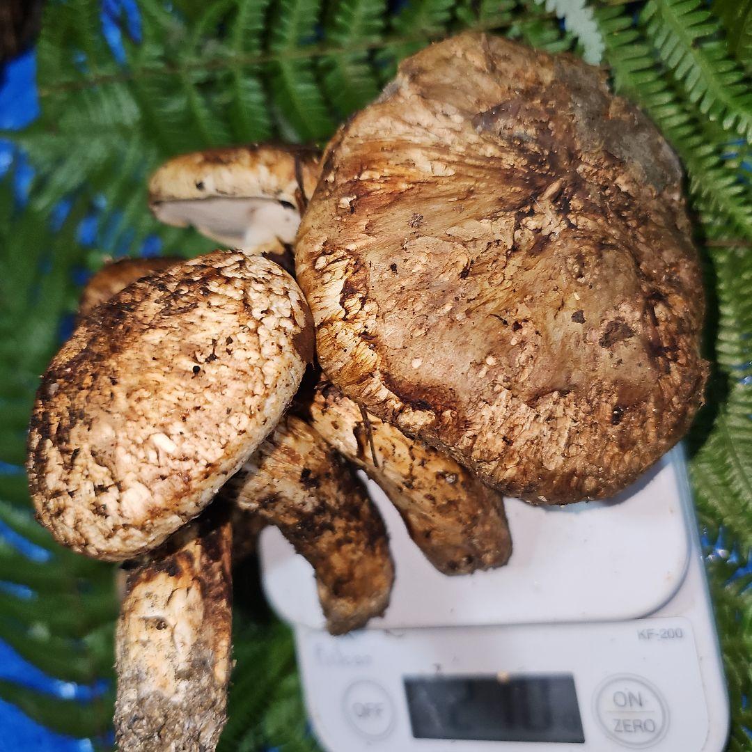 広島県産 松茸 210g