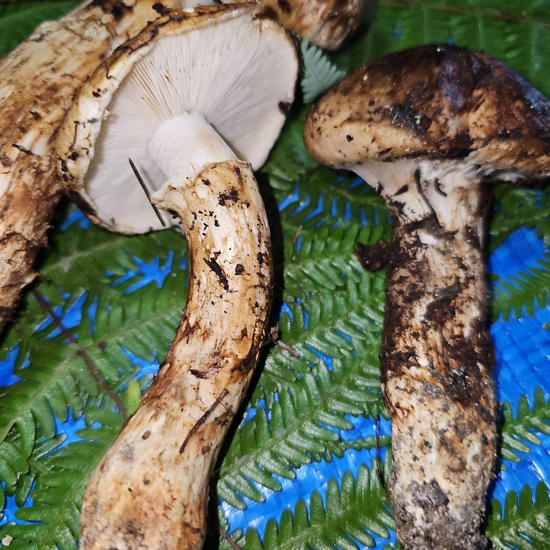 広島県産 松茸 210g