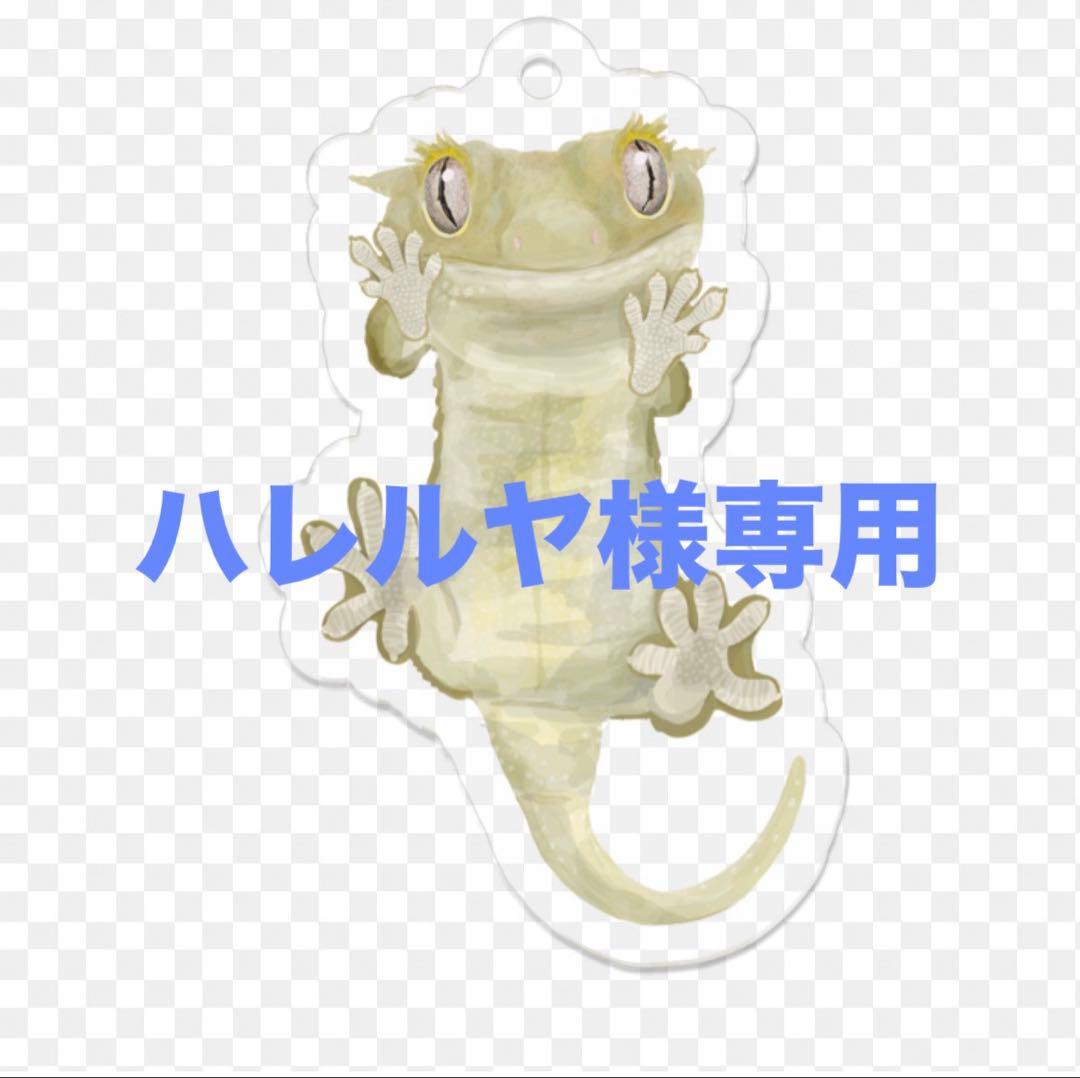 グラステラリウム4560直接引渡し