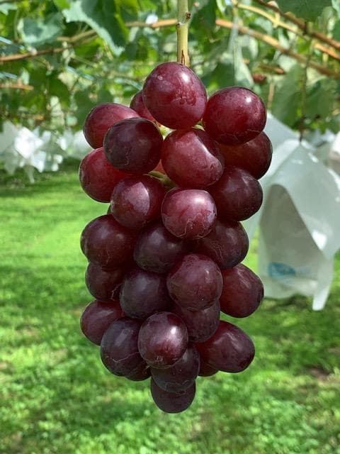 cat.N様向け商品　　　　　クール便送料込み　12,400円