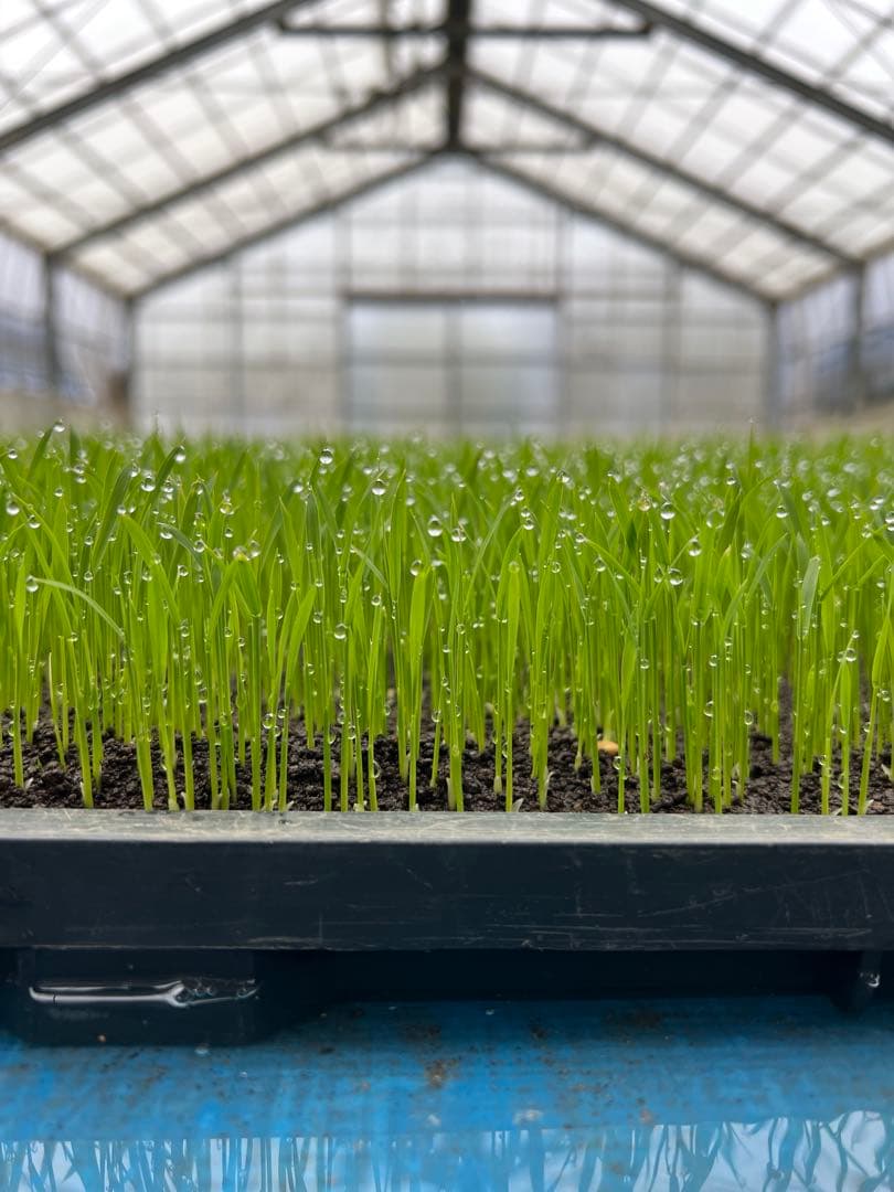 【令和7年産】【一等米】新潟県産従来品種コシヒカリ精米(白米)10kg B②