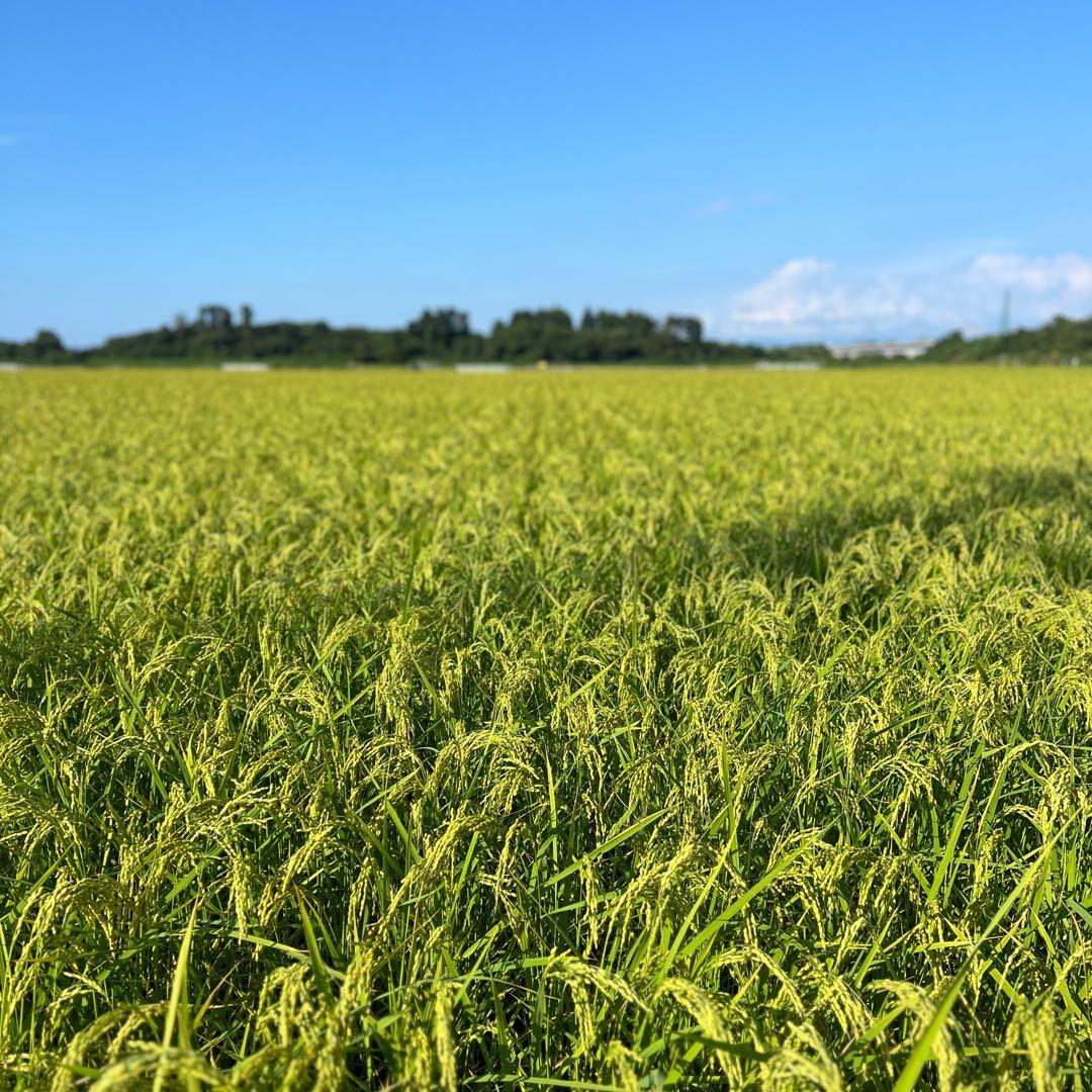 【令和7年産】【一等米】新潟県産従来品種コシヒカリ精米(白米)10kg B②