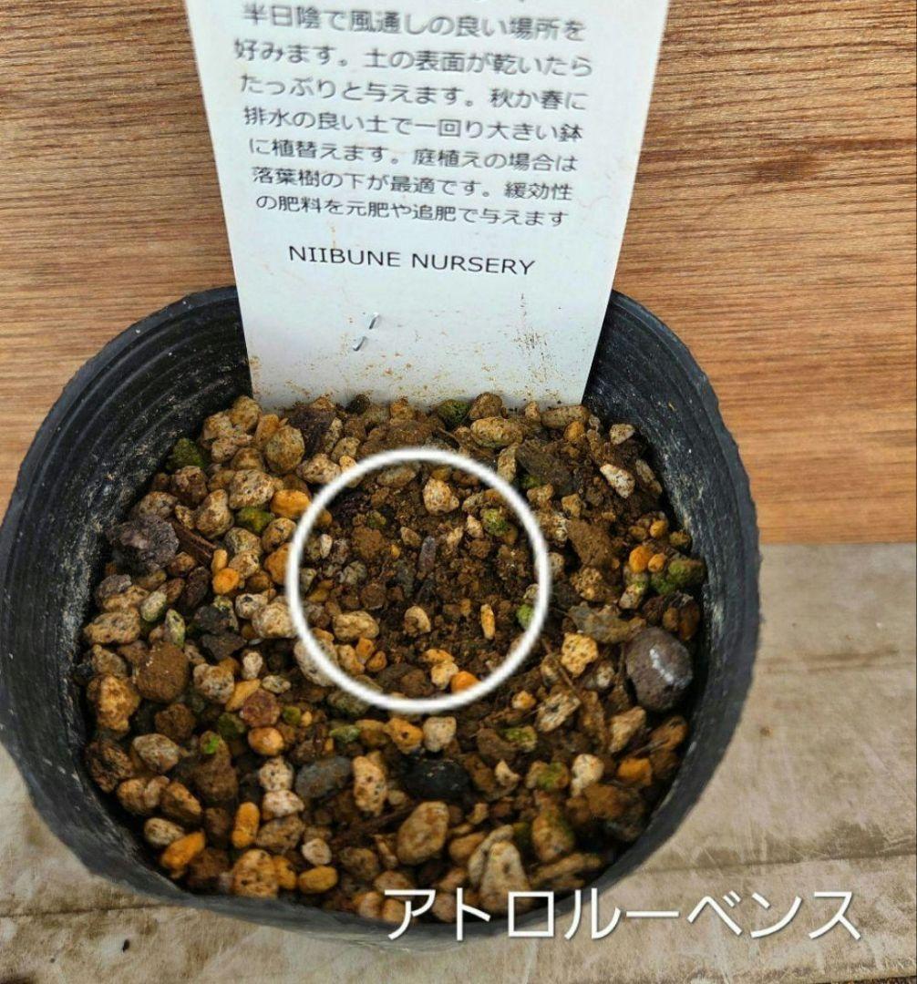 原種　クリスマスローズ　6セット