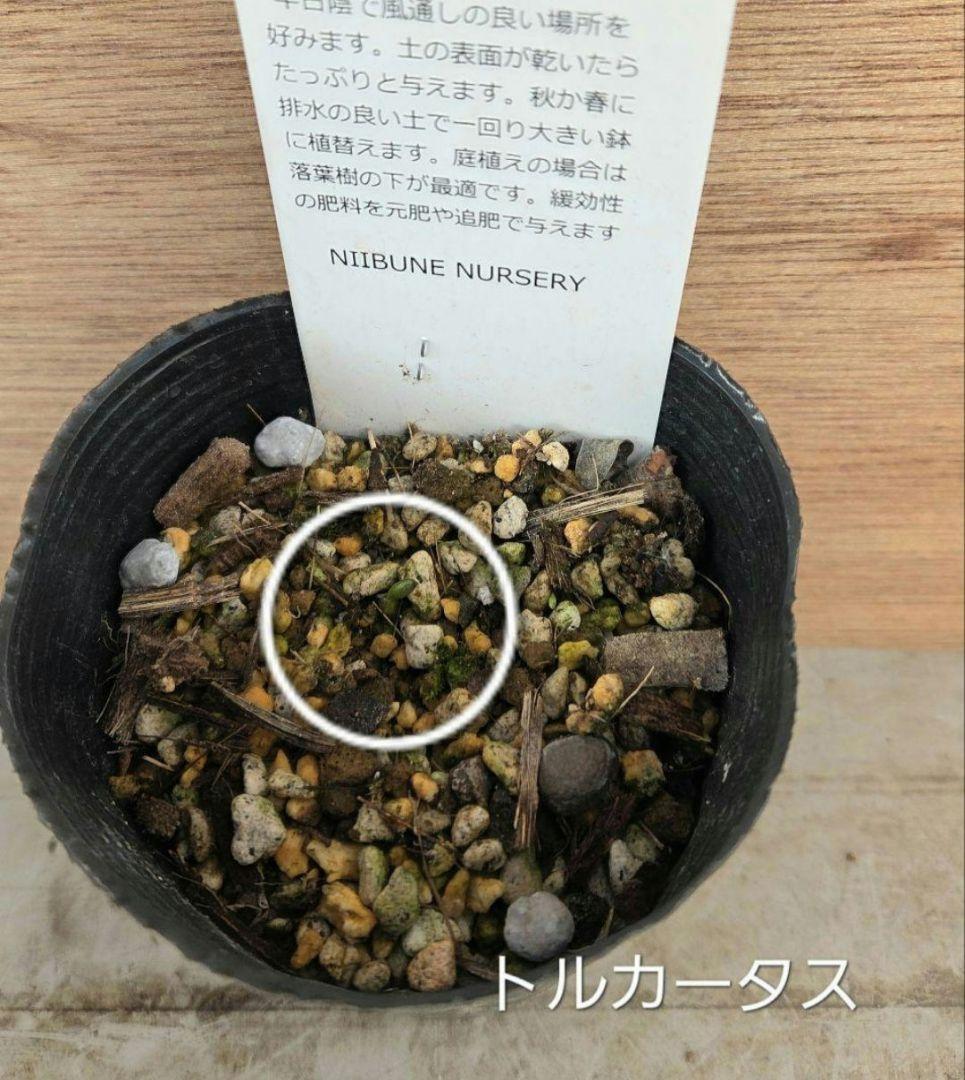 原種　クリスマスローズ　6セット