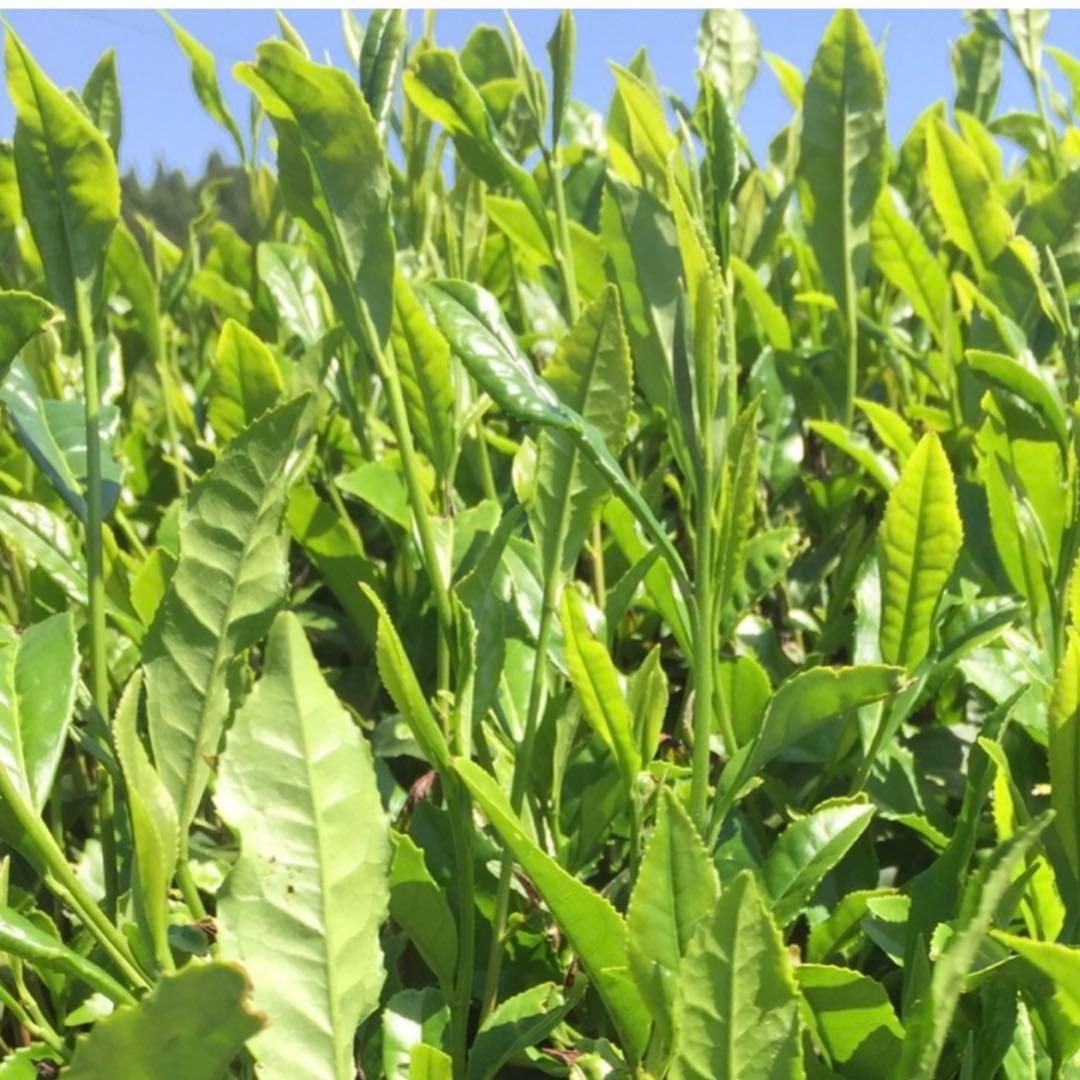 八女茶，緑茶(特上白折)12袋 楽一番公式アカウントL6