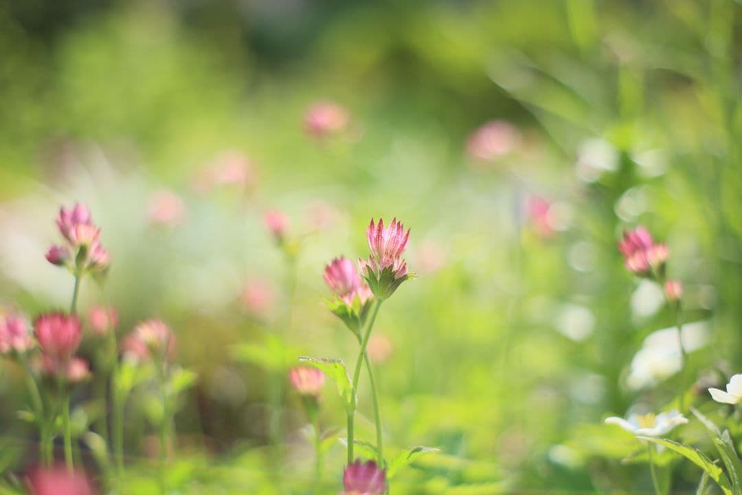 MINOLTA MC ROKKOR-PF 50mm F1.7 【美品】