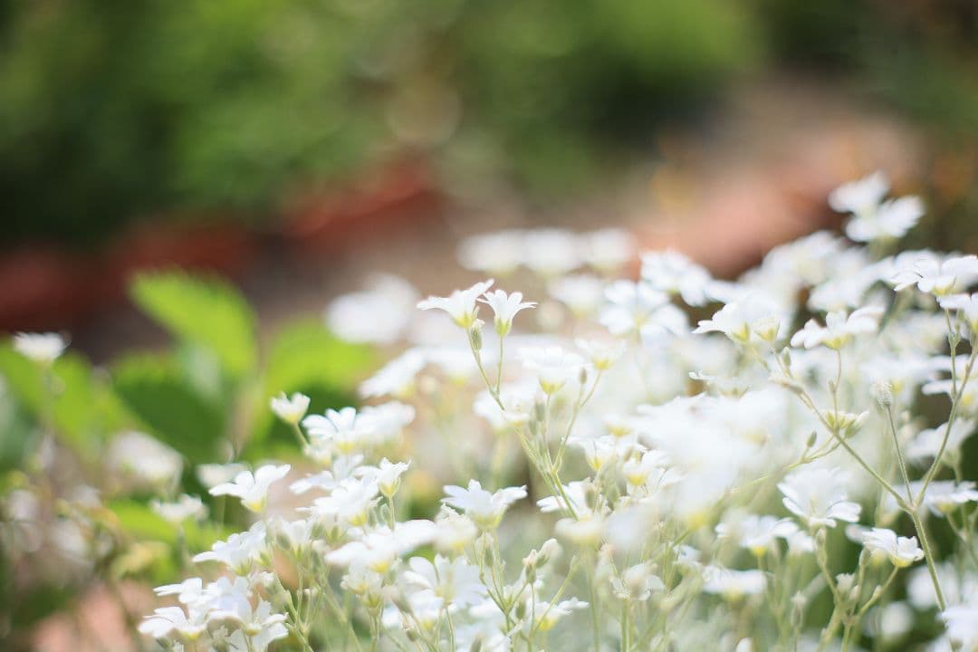 MINOLTA MC ROKKOR-PF 50mm F1.7 【美品】