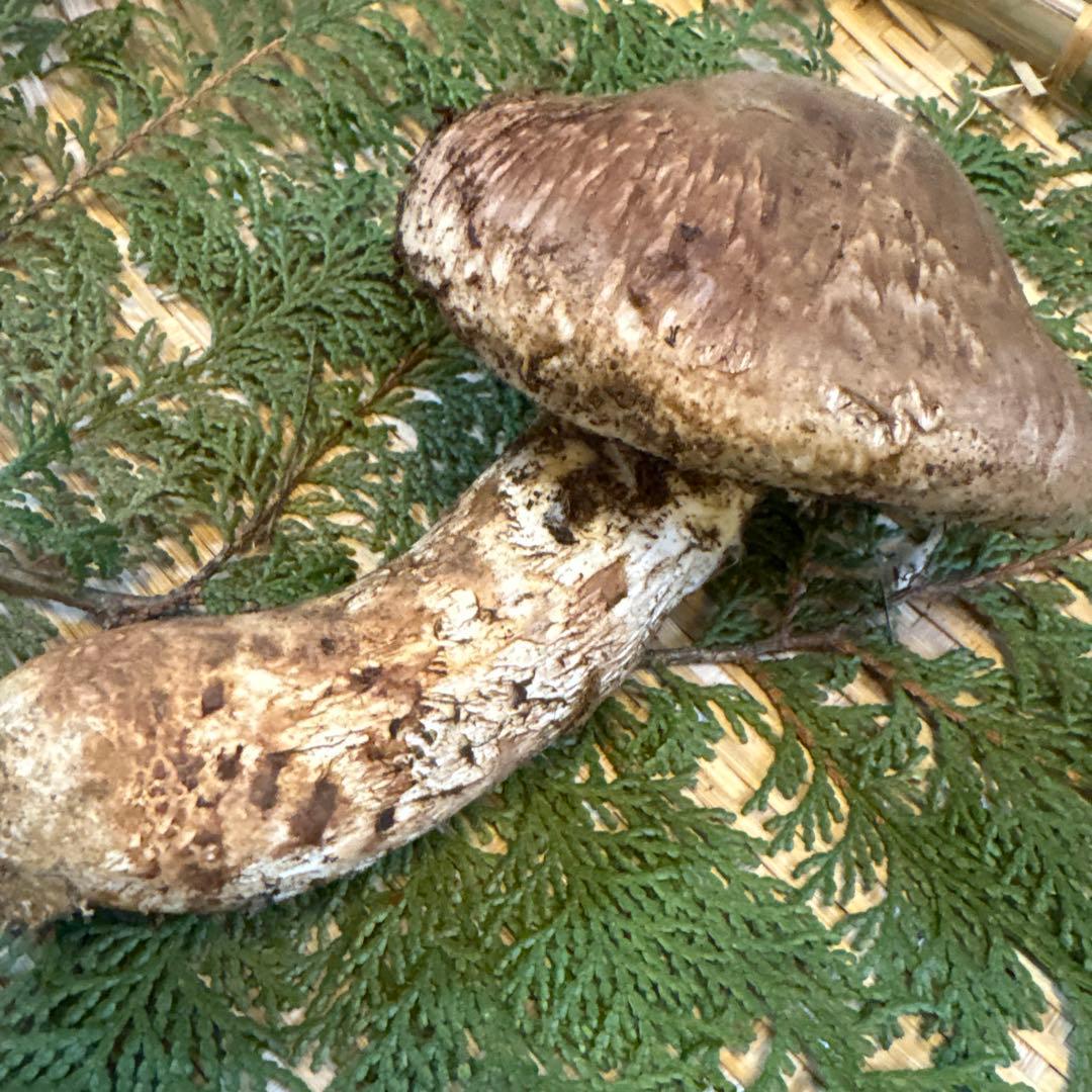 長野県南信州産‼️松茸 特大‼️1本 232g 10/31朝採れ