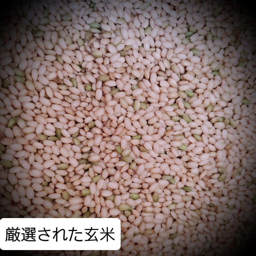 令和7年産棚田育ちのヒヨクモチ20kg 新米