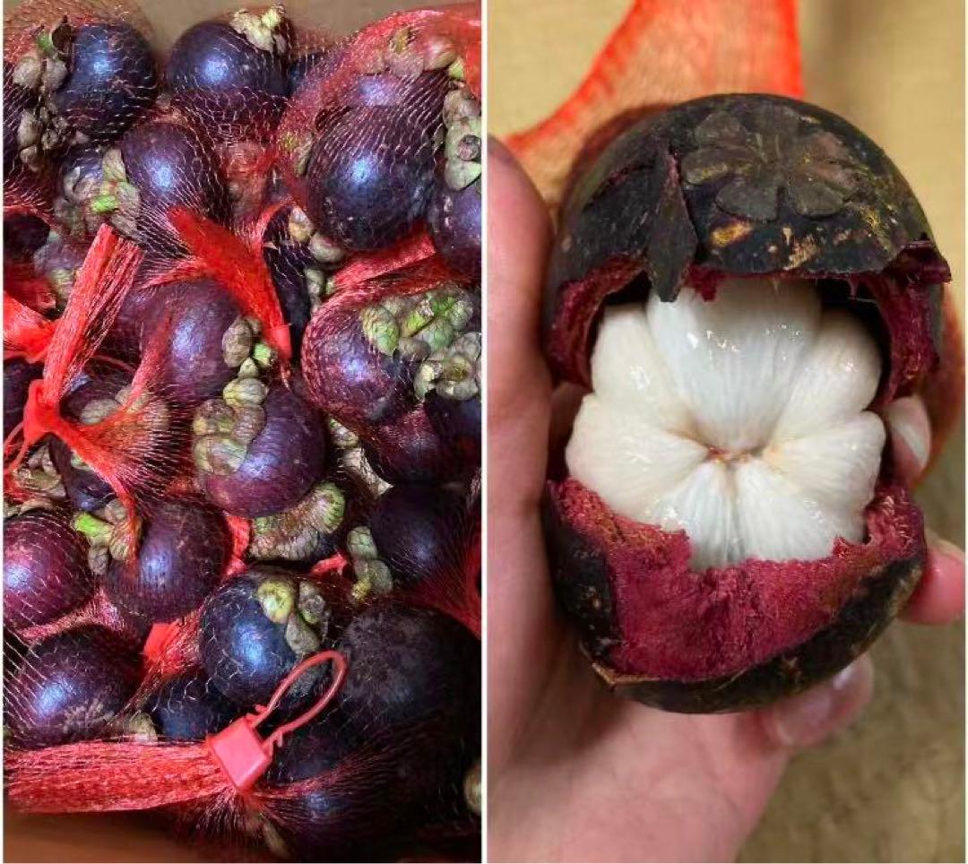 663.新鮮食用青皮サトウキビ約5kg+マンゴスチン　山竹 美の宝石4パック入り