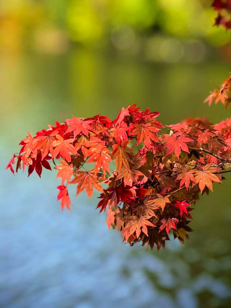 KVK 浄水カートリッジ PZS160 30本 ミミリン