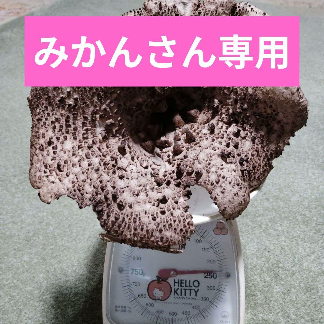 乾燥香茸(岩手県産)250グラム