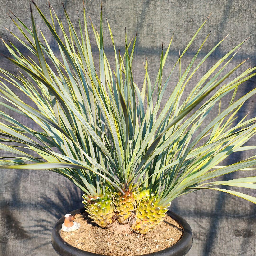 ロストラータ Hyb しっくすヘッド