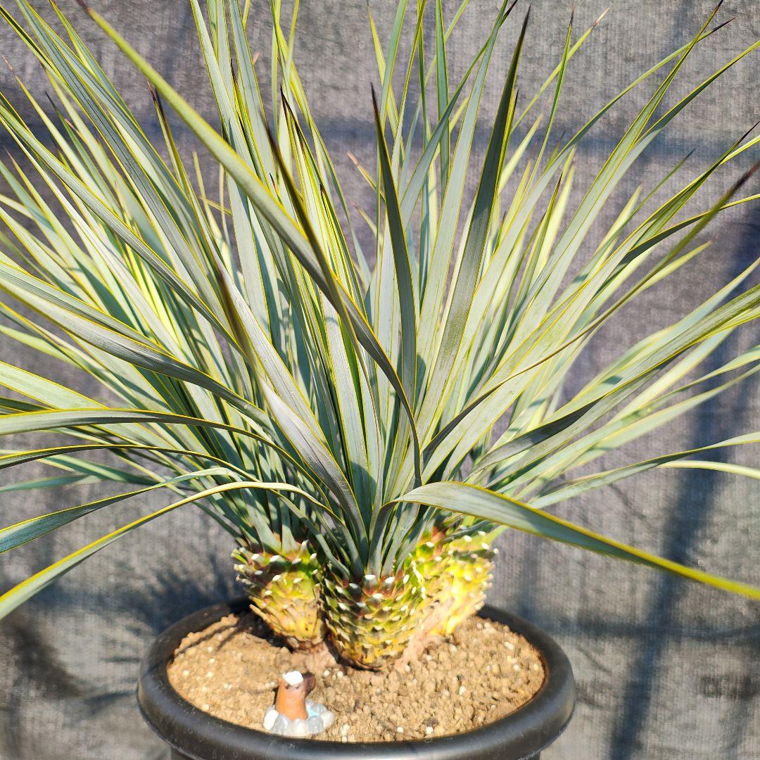 ロストラータ Hyb しっくすヘッド