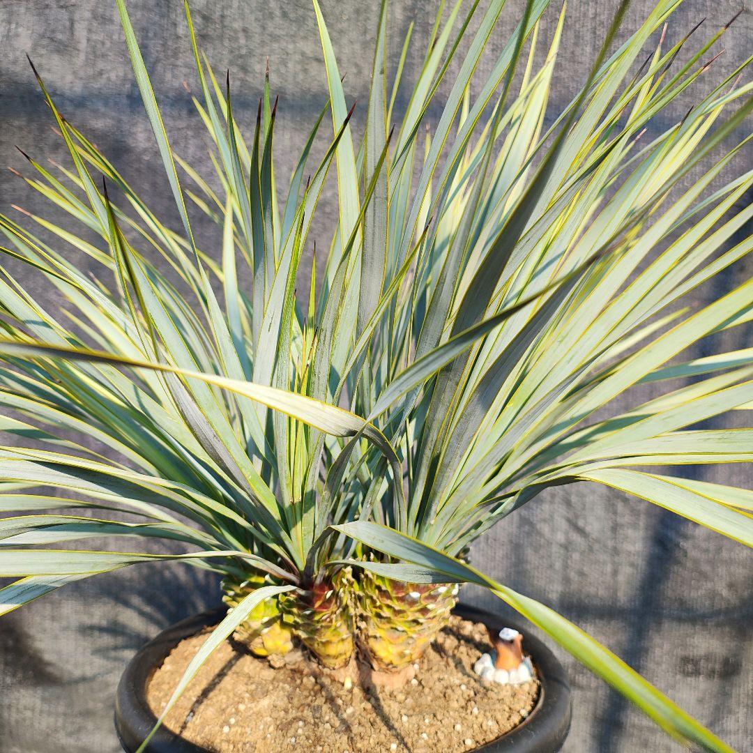 ロストラータ Hyb しっくすヘッド