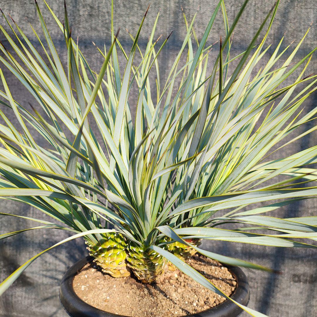 ロストラータ Hyb しっくすヘッド