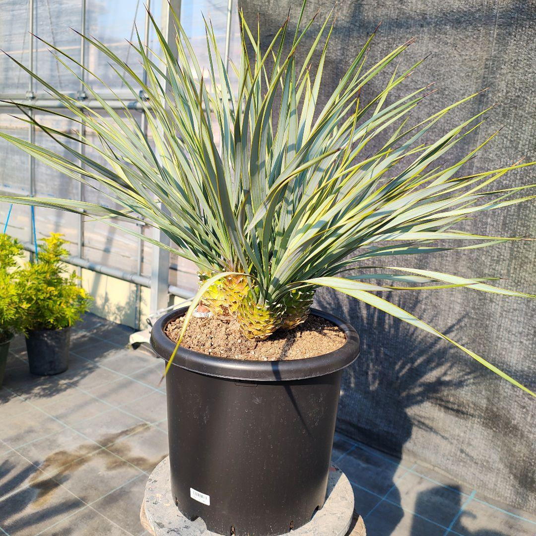 ロストラータ Hyb しっくすヘッド