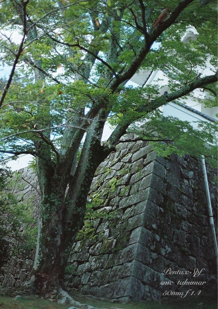 超美品！完動品＊pentax spf＊リザード青&f1.4★作例多数 保証付