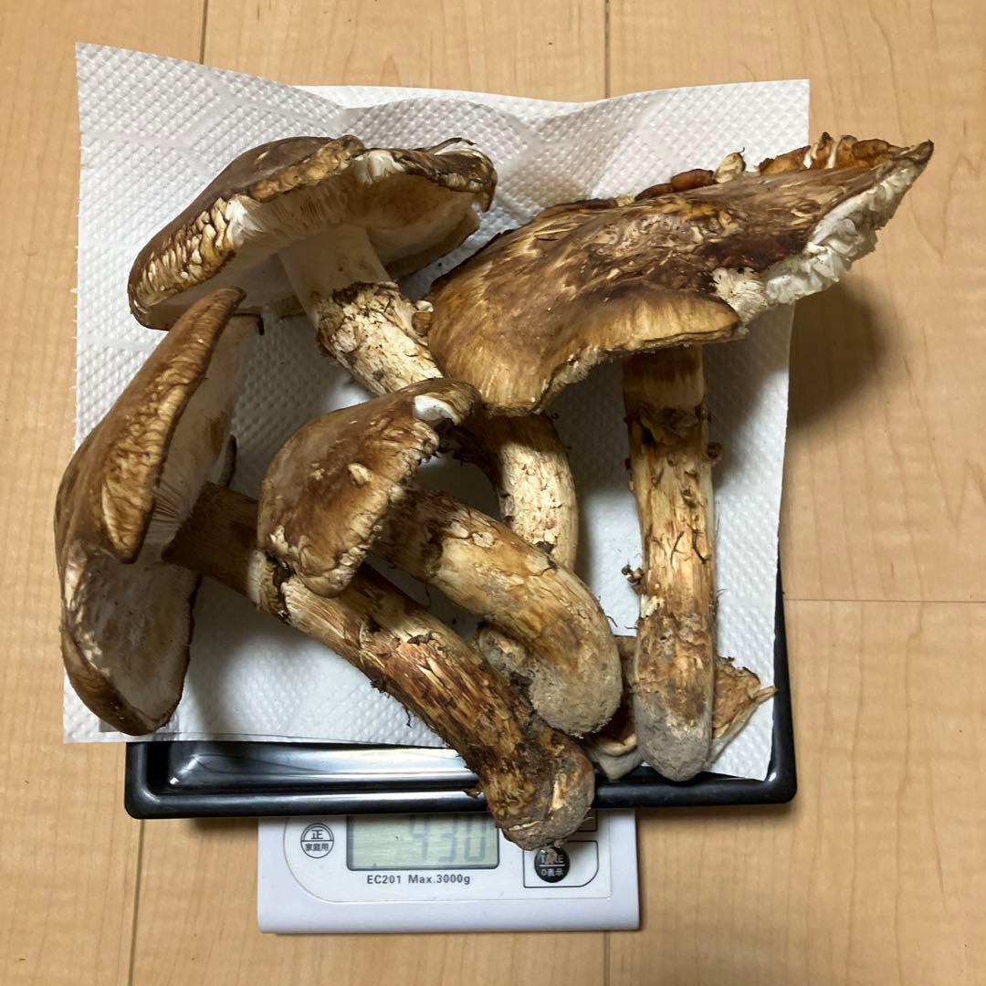 北海道産❗️天然松茸❗️ラスト‼️訳あり❗️430g❗️