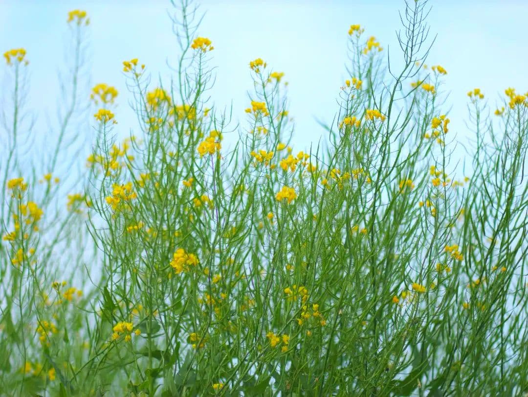 LEICA SUMMICRON 90mm f2 外観美品です 作例あり