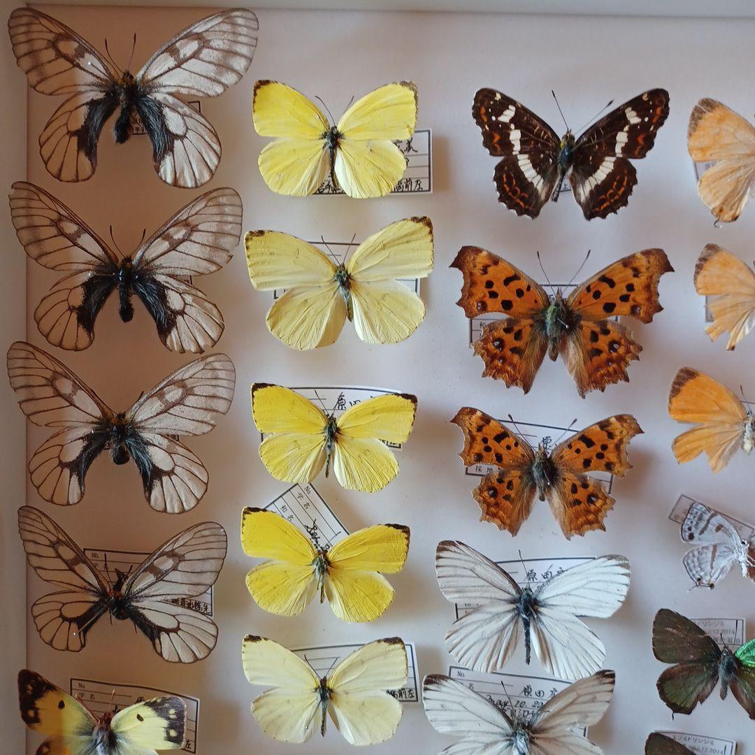 hiro☆　標本箱+蝶標本　中型ドイツ箱2個セット