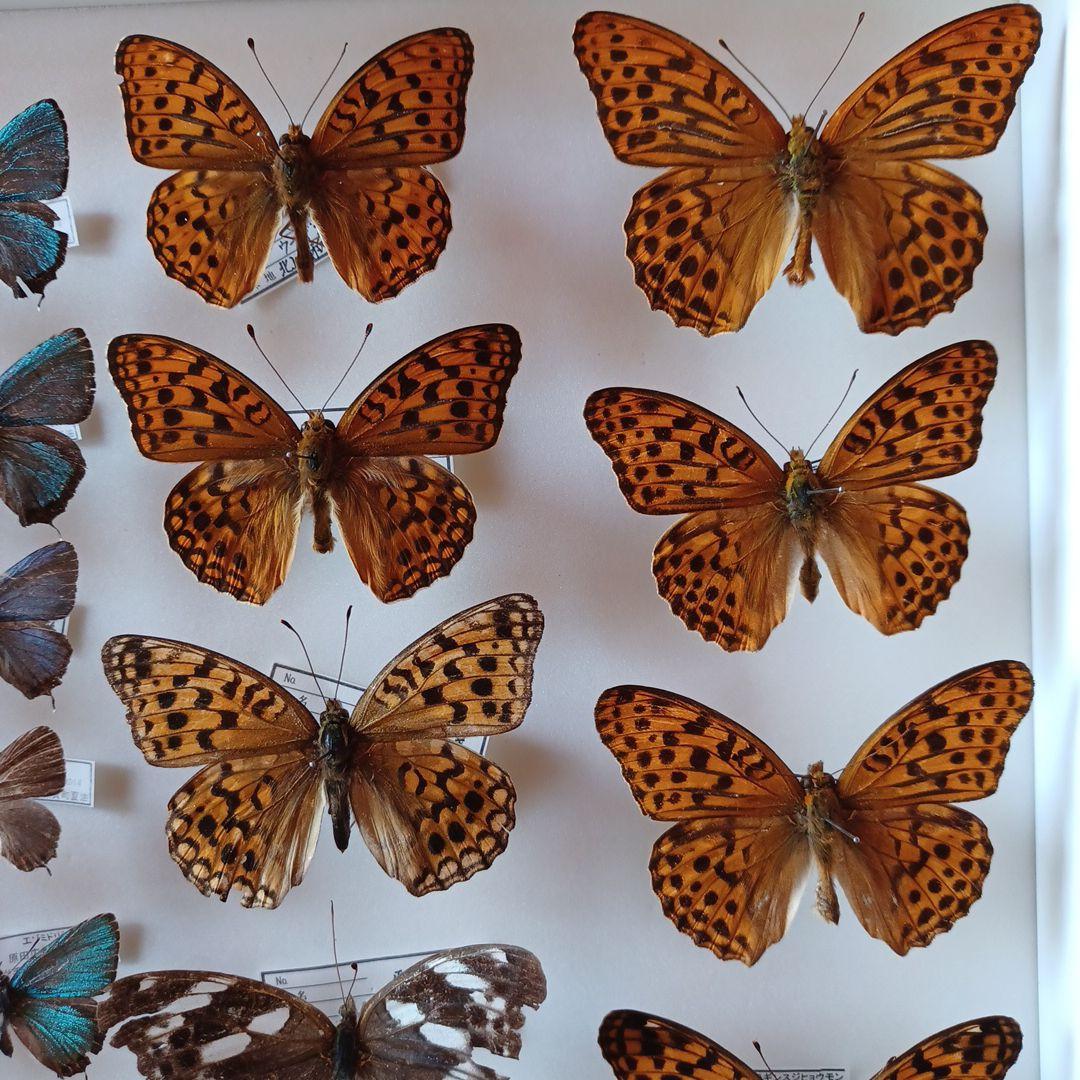 hiro☆　標本箱+蝶標本　中型ドイツ箱2個セット