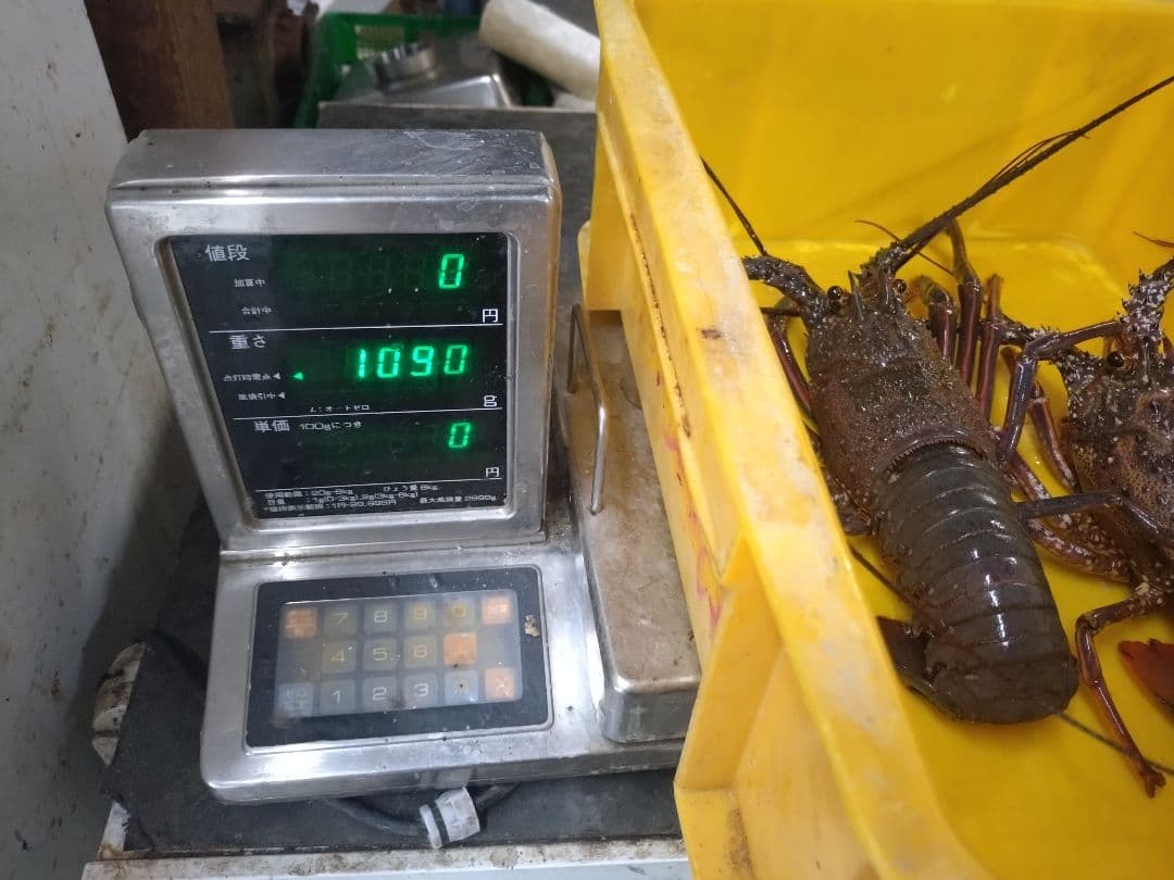 和歌山県産 活 伊勢海老