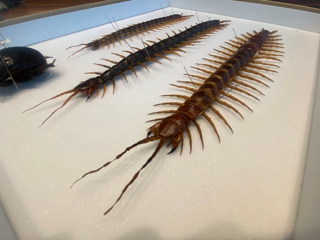 特大ペルビアンジャイアントセンチピード34cm 欠損あり