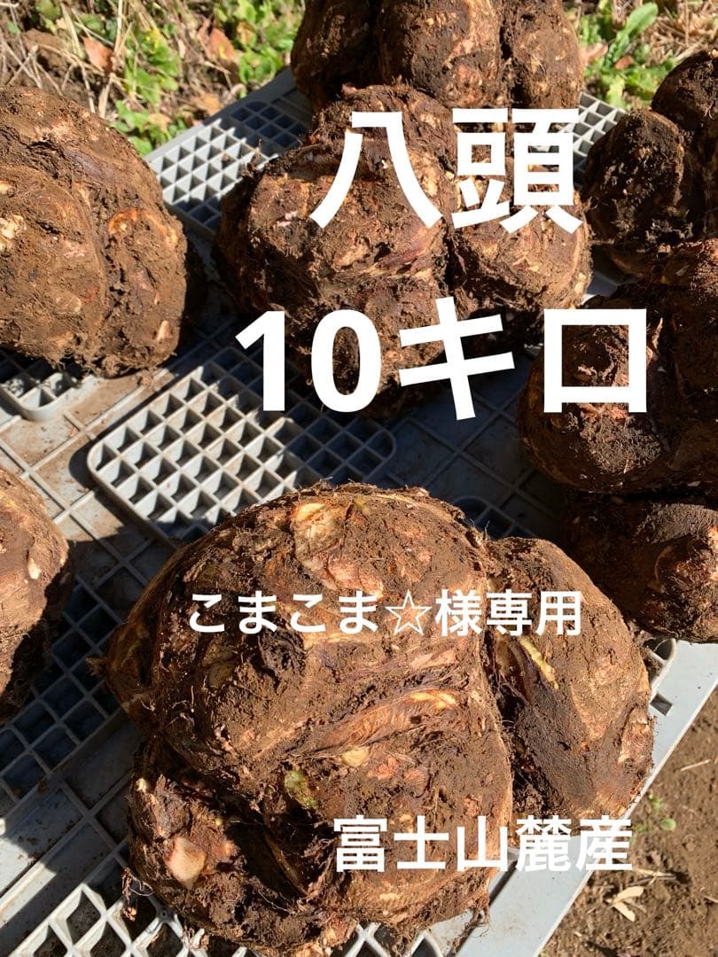 里芋　八頭　こまこま☆　10キロ 富士山麓産