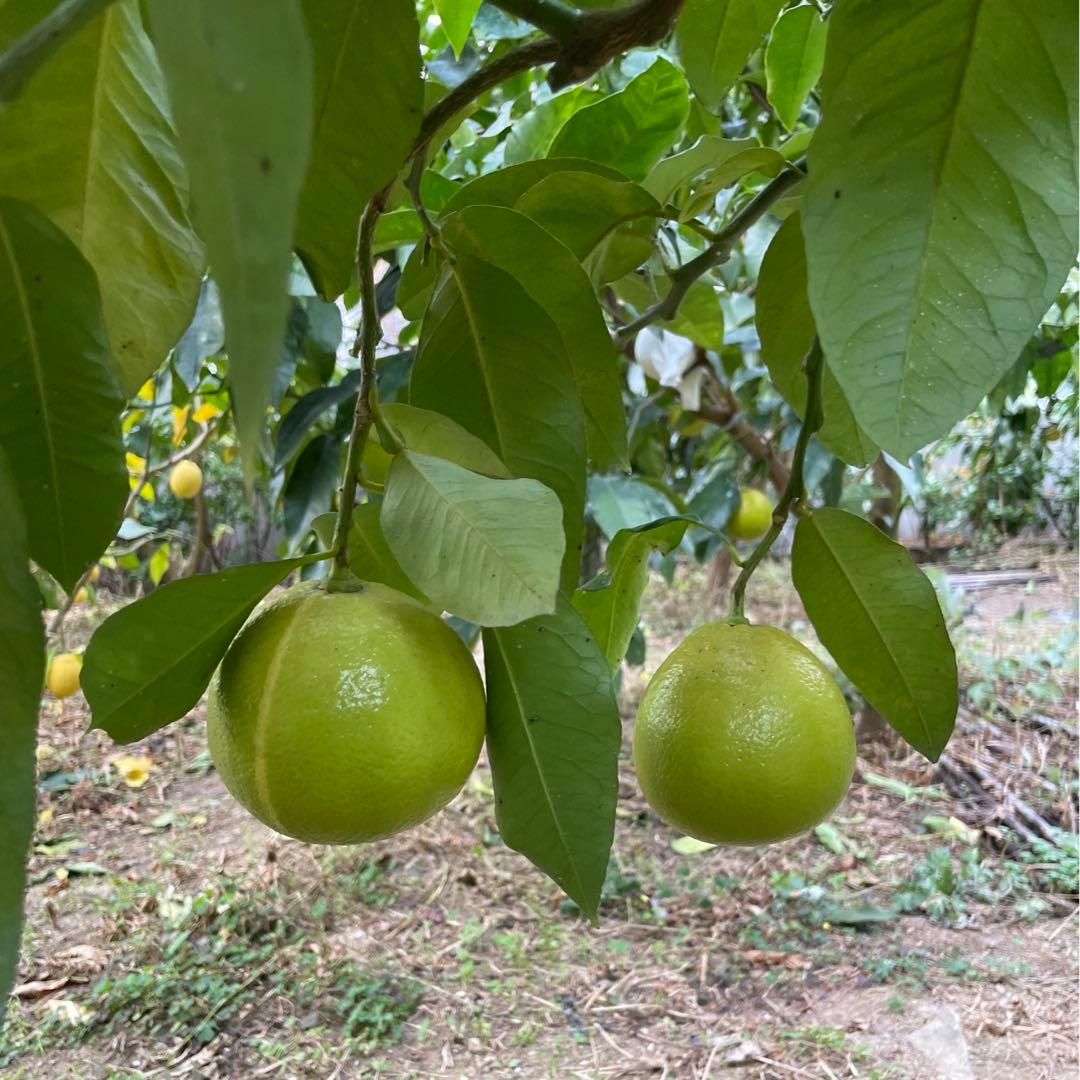 4 国産ベルガモットオレンジ果実香りが強い露地栽培約:9kgA品（一部B品含む）