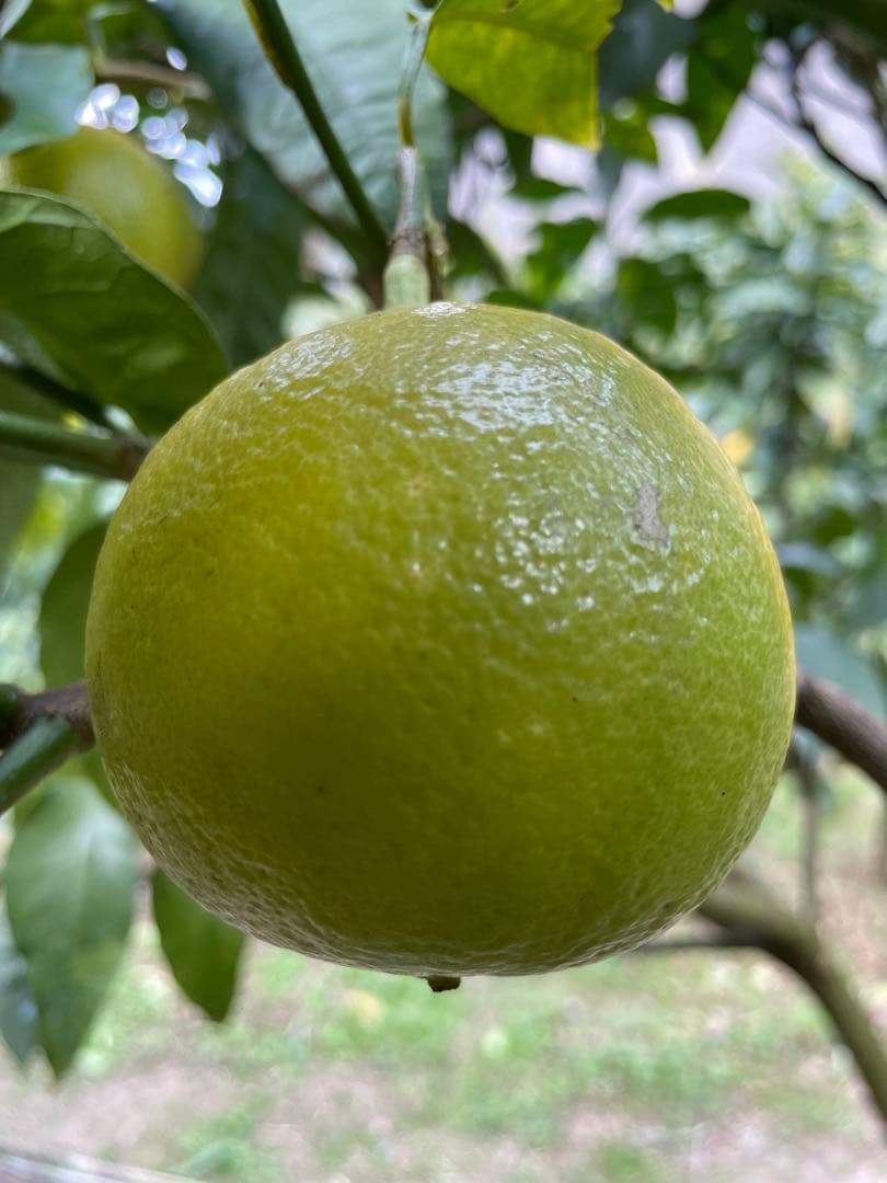 4 国産ベルガモットオレンジ果実香りが強い露地栽培約:9kgA品（一部B品含む）