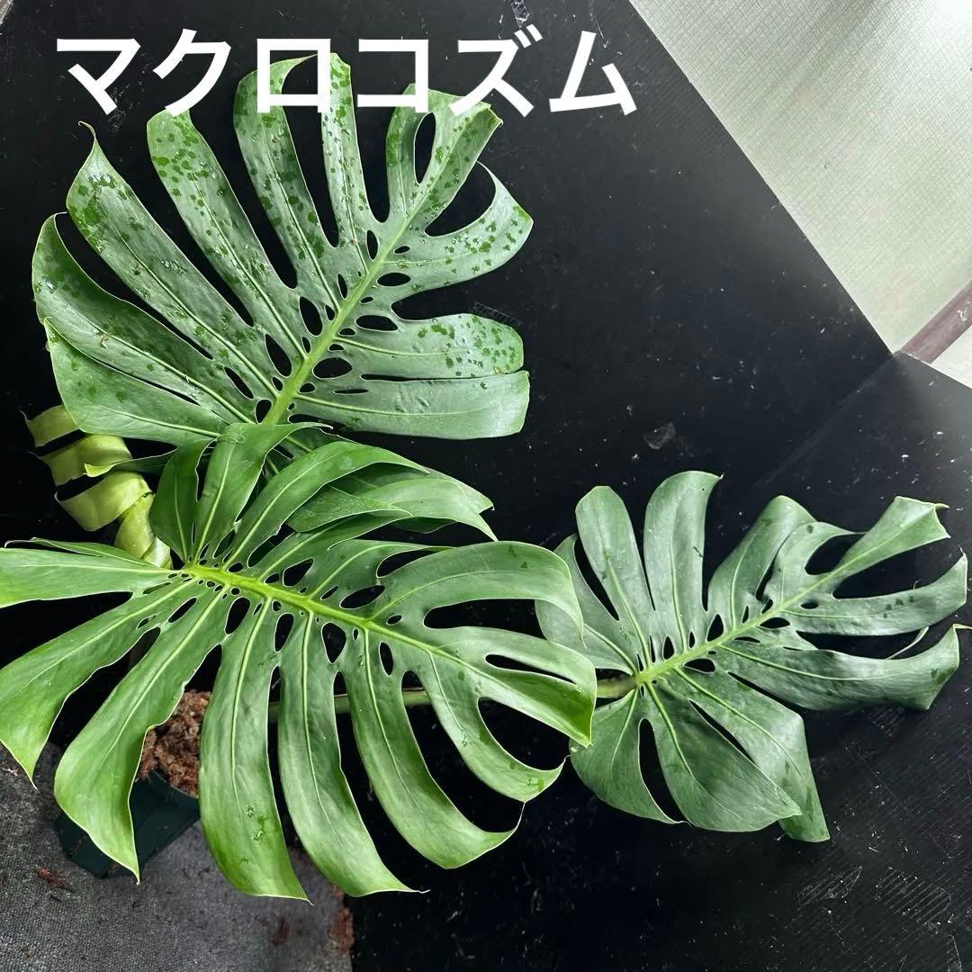 モンステラデリシオーサマクロコズム超希少系統鉢植え