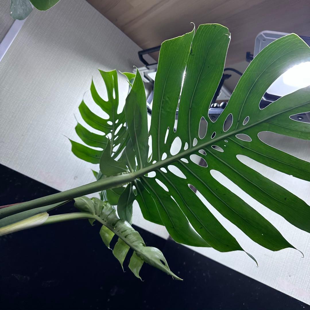 モンステラデリシオーサマクロコズム超希少系統鉢植え