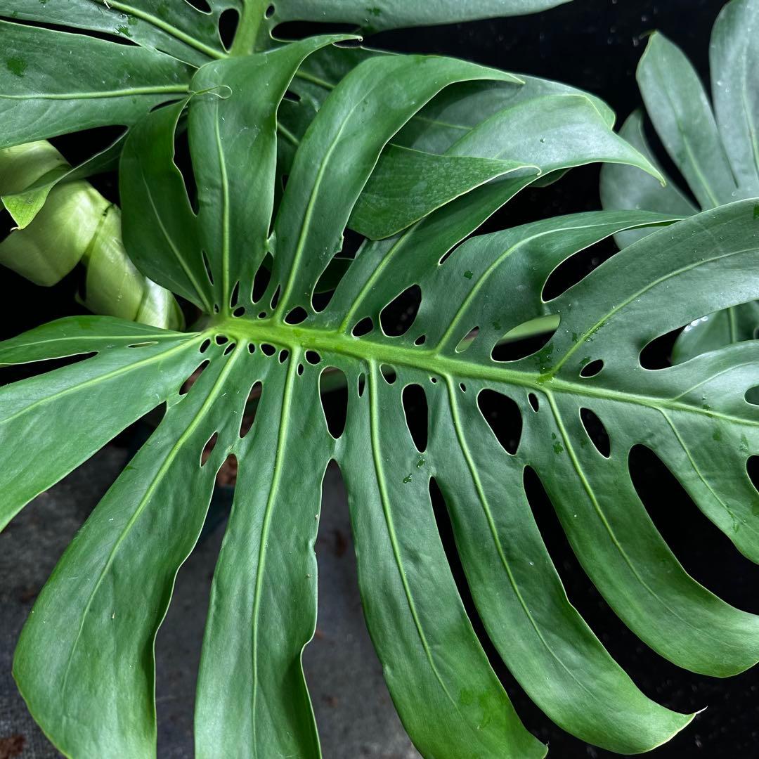 モンステラデリシオーサマクロコズム超希少系統鉢植え