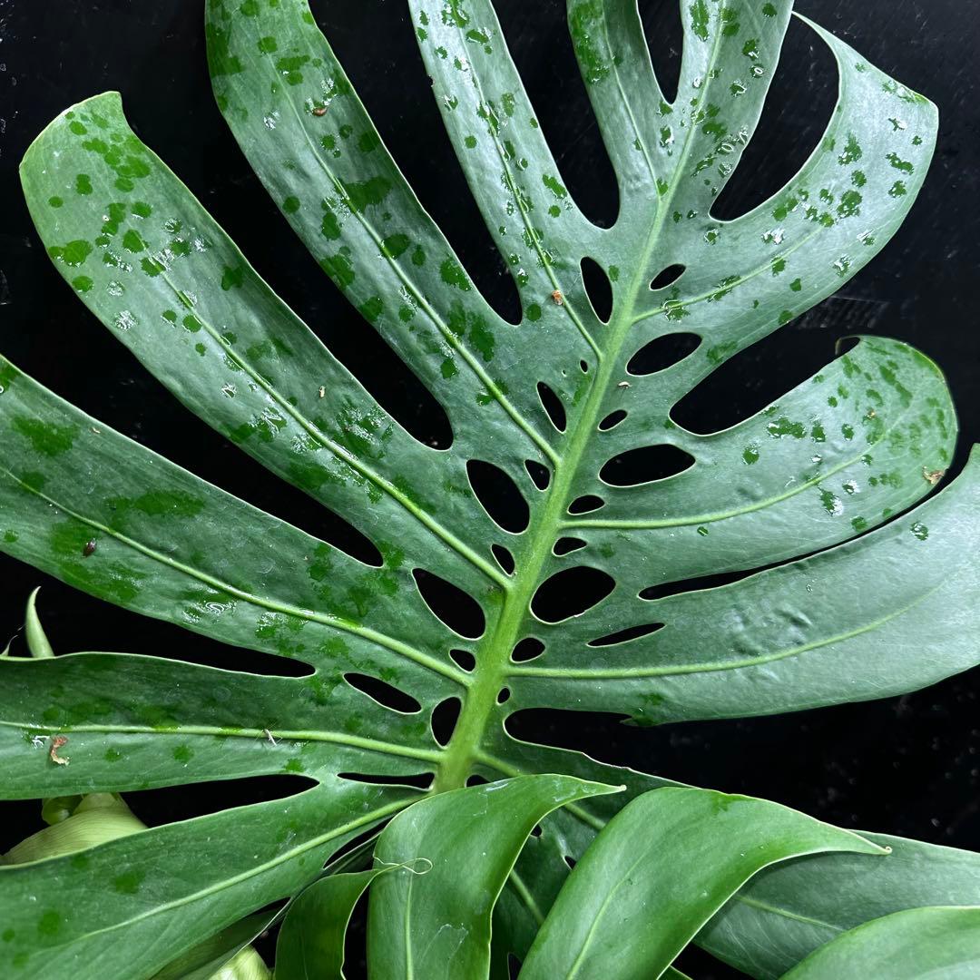 モンステラデリシオーサマクロコズム超希少系統鉢植え