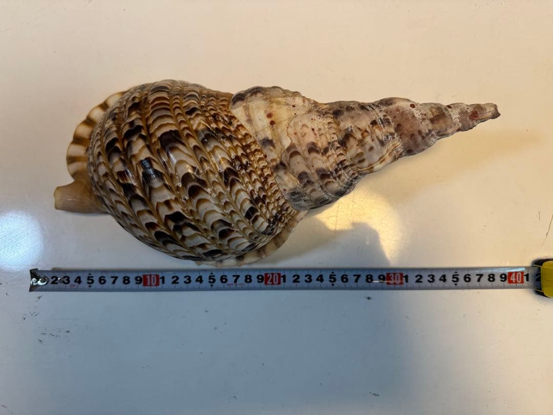 法螺貝　ホラ貝