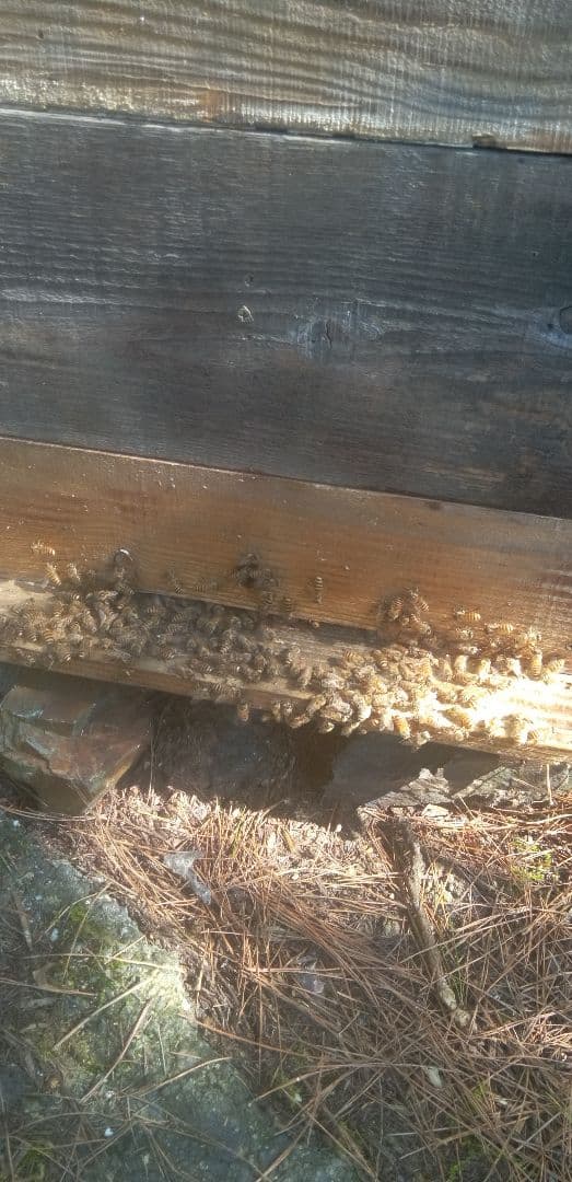 日本蜜蜂　はちみつ600㌘1個　180㌘2個のセット