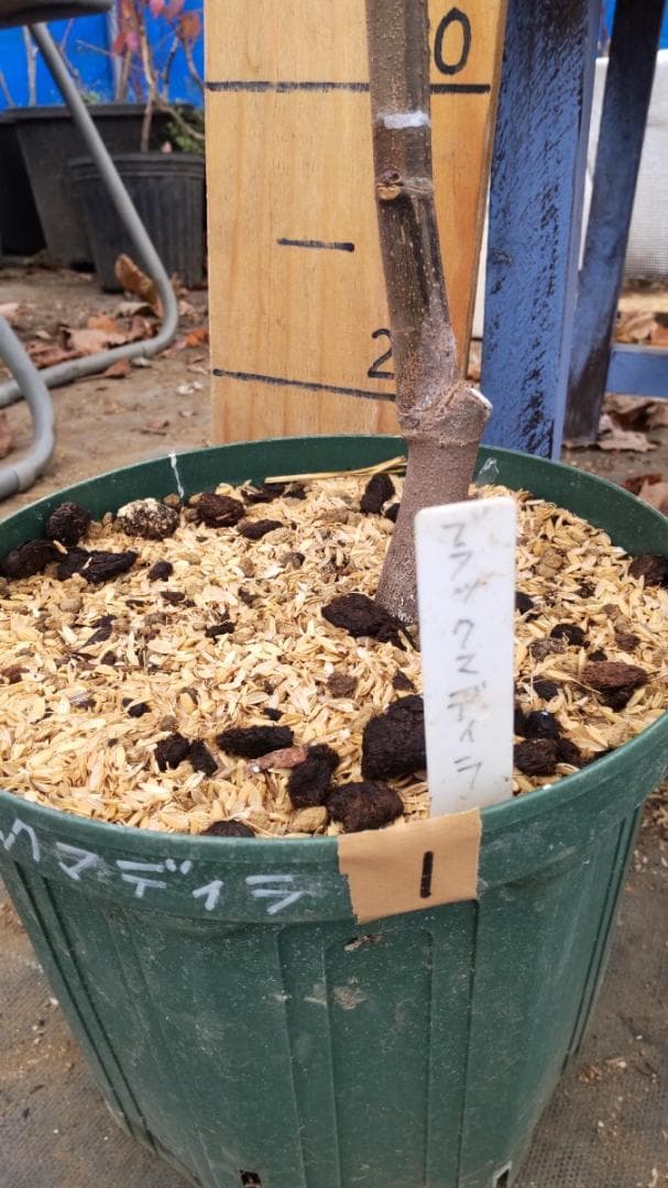 イチジク ブラックマデイラ 8号鉢植えと穂木４本　 №1