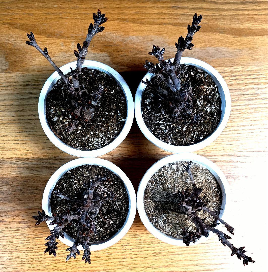 旭山桜 33~36 (4本セット)