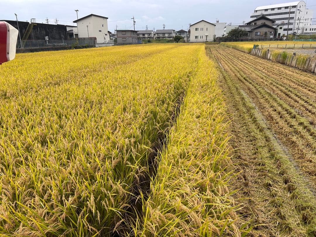 令和7年 岐阜県産 ハツシモ 白米10Kg