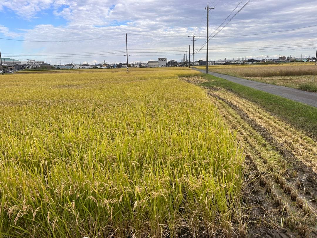令和7年 岐阜県産 ハツシモ 白米10Kg